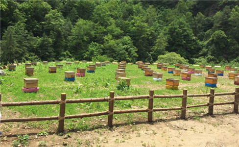 黎坪镇龙山村蜂养殖基地建设项目
